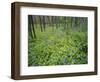 Virginia Bluebells Growing in Forest, Jessamine Creek Gorge, Kentucky, USA-Adam Jones-Framed Photographic Print