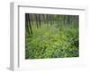 Virginia Bluebells Growing in Forest, Jessamine Creek Gorge, Kentucky, USA-Adam Jones-Framed Photographic Print