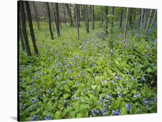 Virginia Bluebells Growing in Forest, Jessamine Creek Gorge, Kentucky, USA-Adam Jones-Stretched Canvas