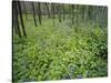 Virginia Bluebells Growing in Forest, Jessamine Creek Gorge, Kentucky, USA-Adam Jones-Stretched Canvas