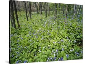 Virginia Bluebells Growing in Forest, Jessamine Creek Gorge, Kentucky, USA-Adam Jones-Stretched Canvas