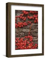 Virginia Creeper (Parthenocissus Quinquefolia) on Stone Wall. UK, Europe-null-Framed Photographic Print