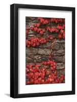 Virginia Creeper (Parthenocissus Quinquefolia) on Stone Wall. UK, Europe-null-Framed Photographic Print