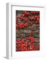 Virginia Creeper (Parthenocissus Quinquefolia) on Stone Wall. UK, Europe-null-Framed Photographic Print