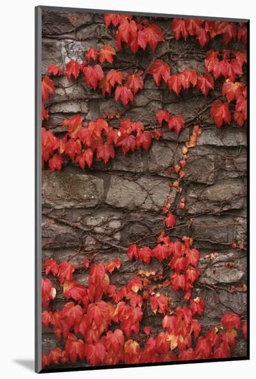 Virginia Creeper (Parthenocissus Quinquefolia) on Stone Wall. UK, Europe-null-Mounted Photographic Print