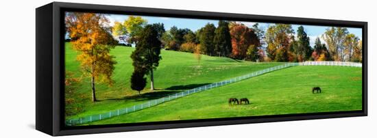Virginia Horse Farm II-Alan Hausenflock-Framed Stretched Canvas