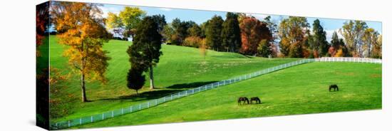 Virginia Horse Farm II-Alan Hausenflock-Stretched Canvas