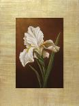 Fleur de Iris-Virginia Huntington-Art Print