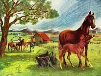 Horses - Jack and Jill, June 1946-Virginia Mann-Framed Stretched Canvas