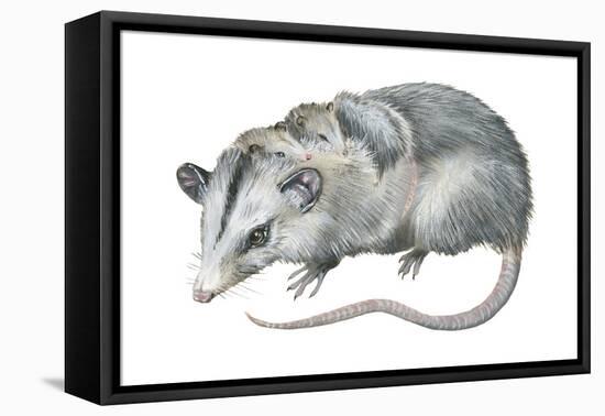 Virginia Opossum (Didelphis Virginiana), Marsupial, Mammals-Encyclopaedia Britannica-Framed Stretched Canvas