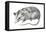 Virginia Opossum (Didelphis Virginiana), Marsupial, Mammals-Encyclopaedia Britannica-Framed Stretched Canvas