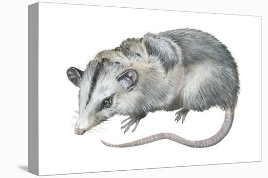 Virginia Opossum (Didelphis Virginiana), Marsupial, Mammals-Encyclopaedia Britannica-Stretched Canvas