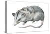 Virginia Opossum (Didelphis Virginiana), Marsupial, Mammals-Encyclopaedia Britannica-Stretched Canvas