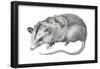 Virginia Opossum (Didelphis Virginiana), Marsupial, Mammals-Encyclopaedia Britannica-Framed Poster