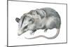 Virginia Opossum (Didelphis Virginiana), Marsupial, Mammals-Encyclopaedia Britannica-Mounted Poster