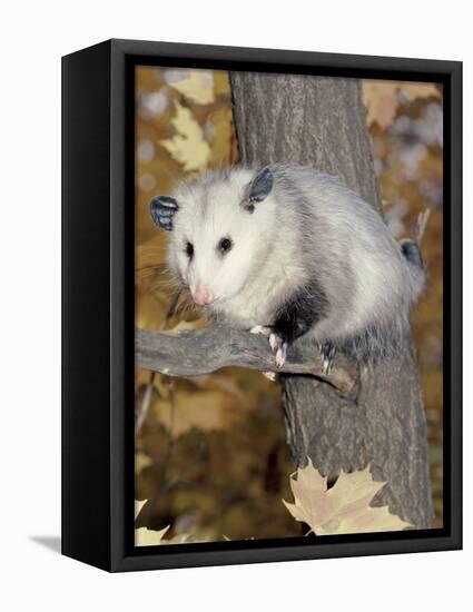 Virginia Opossum in Tree USA-Lynn M. Stone-Framed Stretched Canvas