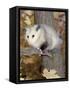 Virginia Opossum in Tree USA-Lynn M. Stone-Framed Stretched Canvas