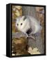 Virginia Opossum in Tree USA-Lynn M. Stone-Framed Stretched Canvas