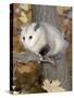 Virginia Opossum in Tree USA-Lynn M. Stone-Stretched Canvas
