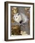 Virginia Opossum in Tree USA-Lynn M. Stone-Framed Premium Photographic Print