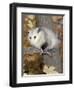 Virginia Opossum in Tree USA-Lynn M. Stone-Framed Premium Photographic Print