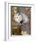 Virginia Opossum in Tree USA-Lynn M. Stone-Framed Premium Photographic Print