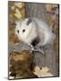 Virginia Opossum in Tree USA-Lynn M. Stone-Mounted Premium Photographic Print