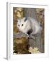 Virginia Opossum in Tree USA-Lynn M. Stone-Framed Photographic Print