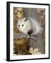 Virginia Opossum in Tree USA-Lynn M. Stone-Framed Photographic Print