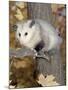 Virginia Opossum in Tree USA-Lynn M. Stone-Mounted Photographic Print