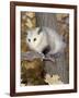 Virginia Opossum in Tree USA-Lynn M. Stone-Framed Photographic Print