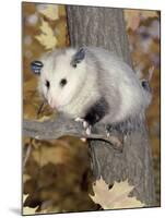 Virginia Opossum in Tree USA-Lynn M. Stone-Mounted Photographic Print