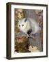 Virginia Opossum in Tree USA-Lynn M. Stone-Framed Photographic Print