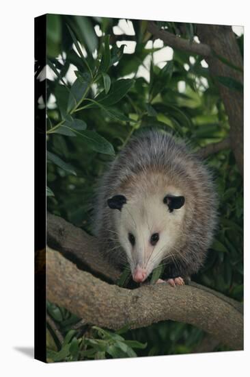 Virginia Opossum in Tree-DLILLC-Stretched Canvas