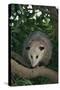 Virginia Opossum in Tree-DLILLC-Stretched Canvas