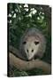 Virginia Opossum in Tree-DLILLC-Stretched Canvas