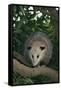 Virginia Opossum in Tree-DLILLC-Framed Stretched Canvas