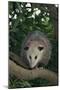 Virginia Opossum in Tree-DLILLC-Mounted Premium Photographic Print