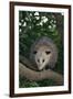 Virginia Opossum in Tree-DLILLC-Framed Premium Photographic Print