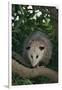 Virginia Opossum in Tree-DLILLC-Framed Premium Photographic Print