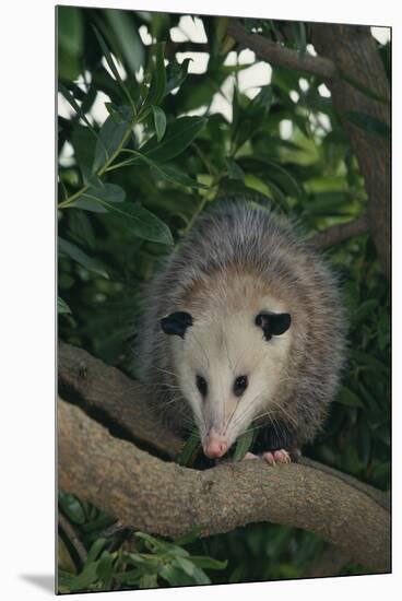 Virginia Opossum in Tree-DLILLC-Mounted Premium Photographic Print