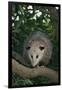 Virginia Opossum in Tree-DLILLC-Framed Premium Photographic Print