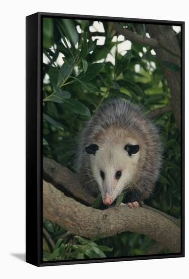 Virginia Opossum in Tree-DLILLC-Framed Stretched Canvas