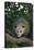 Virginia Opossum in Tree-DLILLC-Stretched Canvas