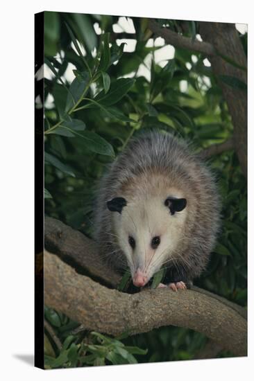 Virginia Opossum in Tree-DLILLC-Stretched Canvas