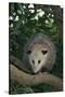 Virginia Opossum in Tree-DLILLC-Stretched Canvas