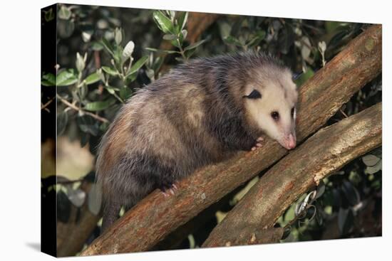 Virginia Opossum in Tree-DLILLC-Stretched Canvas