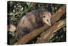 Virginia Opossum in Tree-DLILLC-Stretched Canvas