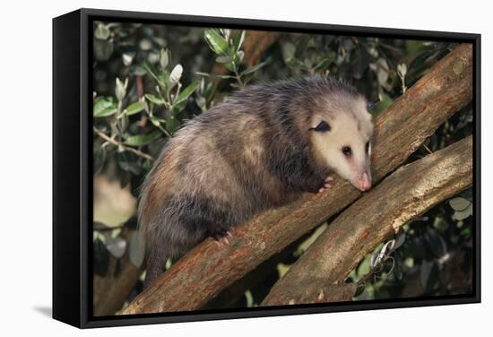 Virginia Opossum in Tree-DLILLC-Framed Stretched Canvas