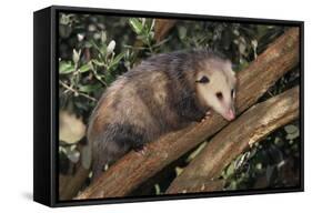 Virginia Opossum in Tree-DLILLC-Framed Stretched Canvas